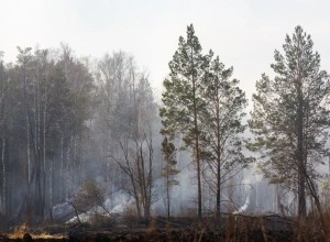 В Свердловской области начался противопожарный сезон. Указ губернатора