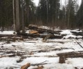 Почти на 30 миллионов рублей незаконно напилил леса житель Красноуральска