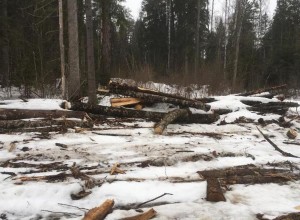 Почти на 30 миллионов рублей незаконно напилил леса житель Красноуральска