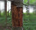 В Свердловской области введен карантин из-за опасного жука-короеда
