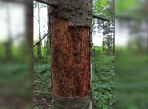 В Свердловской области введен карантин из-за опасного жука-короеда