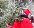 За новогоднюю елочку придется заплатить