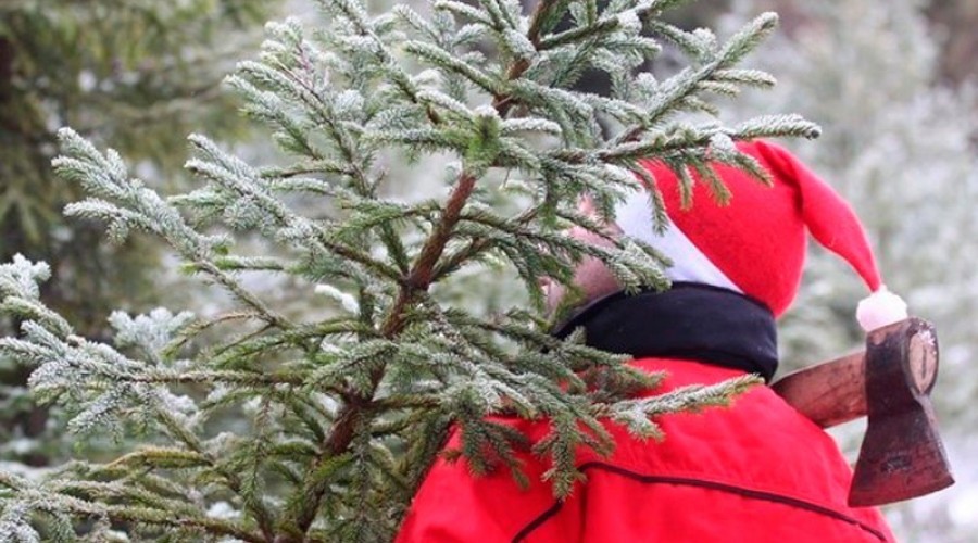 За новогоднюю елочку придется заплатить