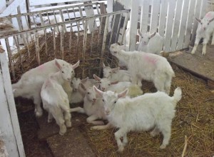 Начался приём заявок на гранты свердловским семейным фермам и сельхозпотребкооперативам