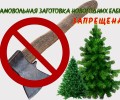 Напоминаем : Самовольная вырубка елок на Новый год грозит административной или уголовной ответственностью