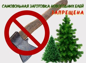 Напоминаем : Самовольная вырубка елок на Новый год грозит административной или уголовной ответственностью