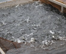 Государственную поддержку получат производители рыбы Свердловской области