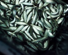 Государственную поддержку получат производители рыбы Свердловской области