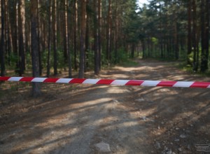 Житель Кушвы осуждён за незаконную охоту на лосей